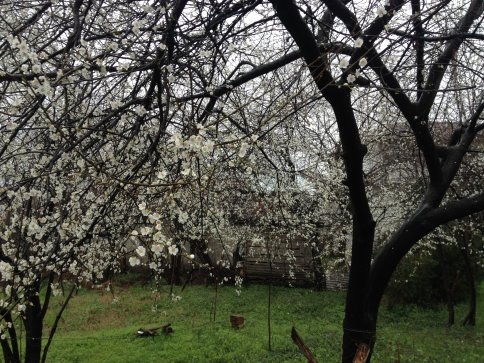 Akyazı'da Meyve Ağaçları Çiçek Açtı