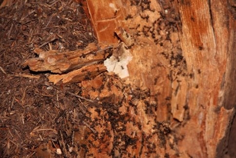 Orman Zararlılarına Gece Operasyonu