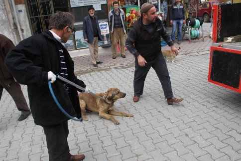 Akyazı Belediyesi Sokaklarda ki Köpekleri Toplamaya Başladı