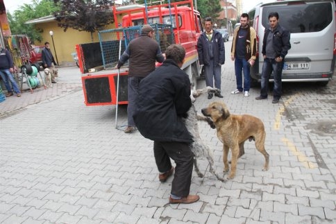 Akyazı Belediyesi Sokaklarda ki Köpekleri Toplamaya Başladı