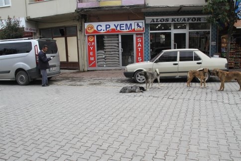 Akyazı Belediyesi Sokaklarda ki Köpekleri Toplamaya Başladı