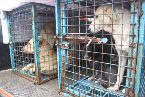 Akyazı Belediyesi Sokaklarda ki Köpekleri Toplamaya Başladı
