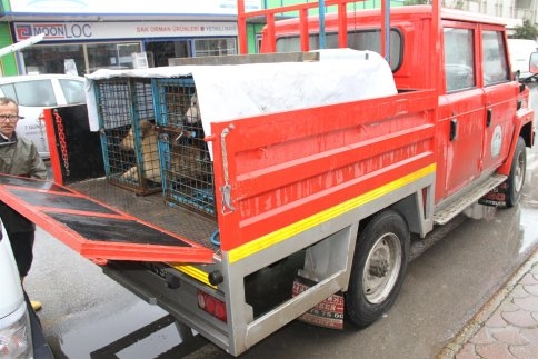 Akyazı Belediyesi Sokaklarda ki Köpekleri Toplamaya Başladı