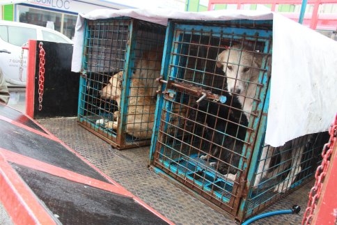 Akyazı Belediyesi Sokaklarda ki Köpekleri Toplamaya Başladı