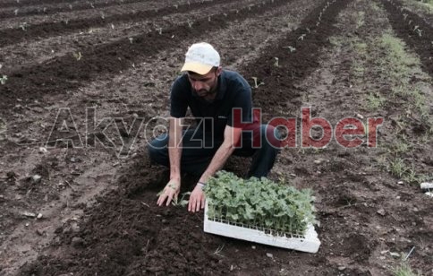 Bahçe Peyzaj Teknikerinden Özel Tekniklerle Fideler Dikildi.