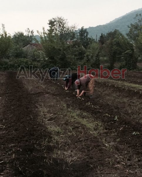 Bahçe Peyzaj Teknikerinden Özel Tekniklerle Fideler Dikildi.