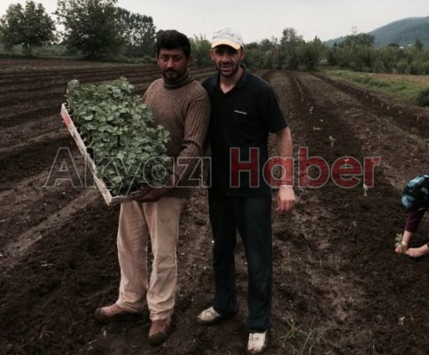 Bahçe Peyzaj Teknikerinden Özel Tekniklerle Fideler Dikildi.