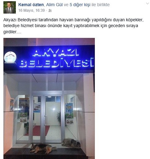 BELEDİYE ÖNÜNDE KÖPEKLER SIRAYA GİRDİ 