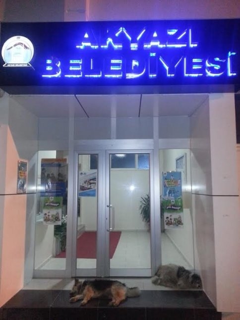 BELEDİYE ÖNÜNDE KÖPEKLER SIRAYA GİRDİ 