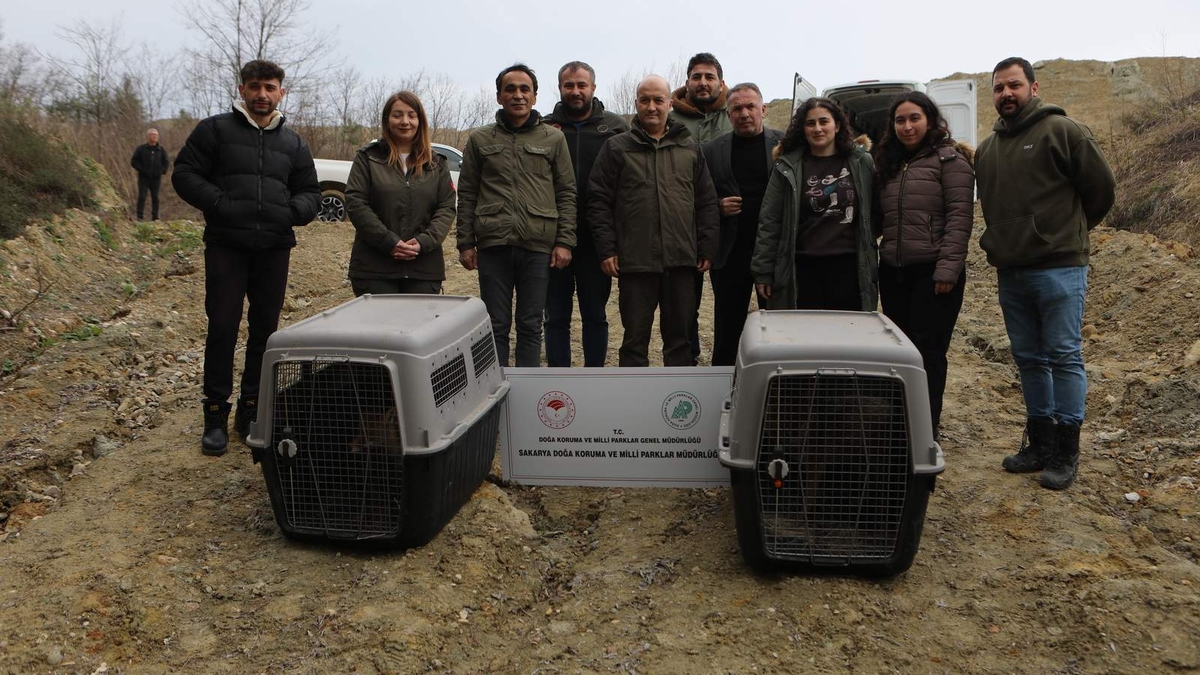 Sağlıklarına kavuştular, doğaya salındılar