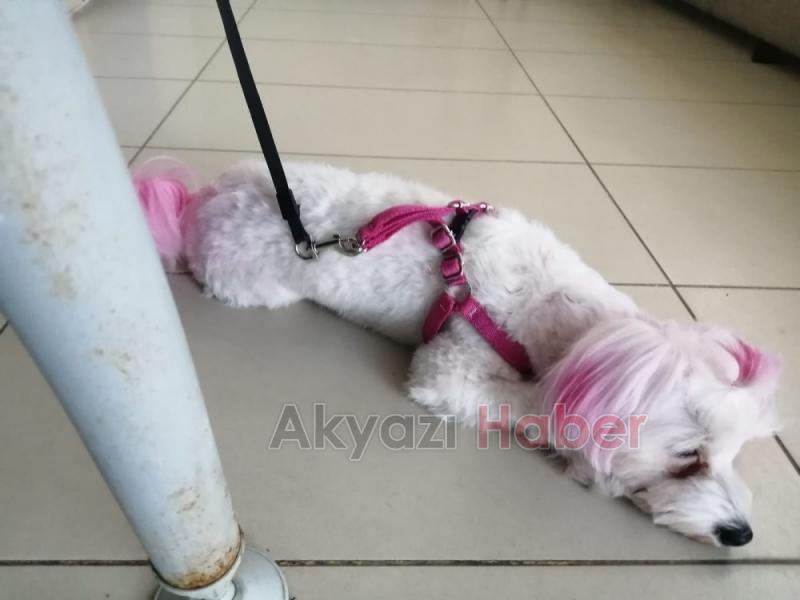 Sahipleri kazada yaralandı köpeğe hastane güvenliği sahip çıktı