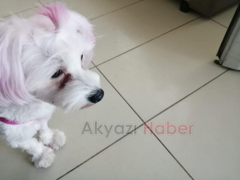 Sahipleri kazada yaralandı köpeğe hastane güvenliği sahip çıktı