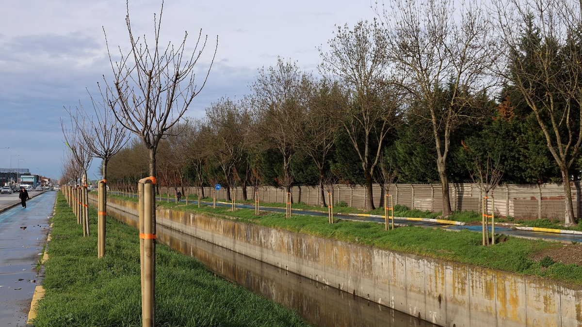 Sakarya'da 3 ayda 2 bin 500 ağaç toprakla buluştu