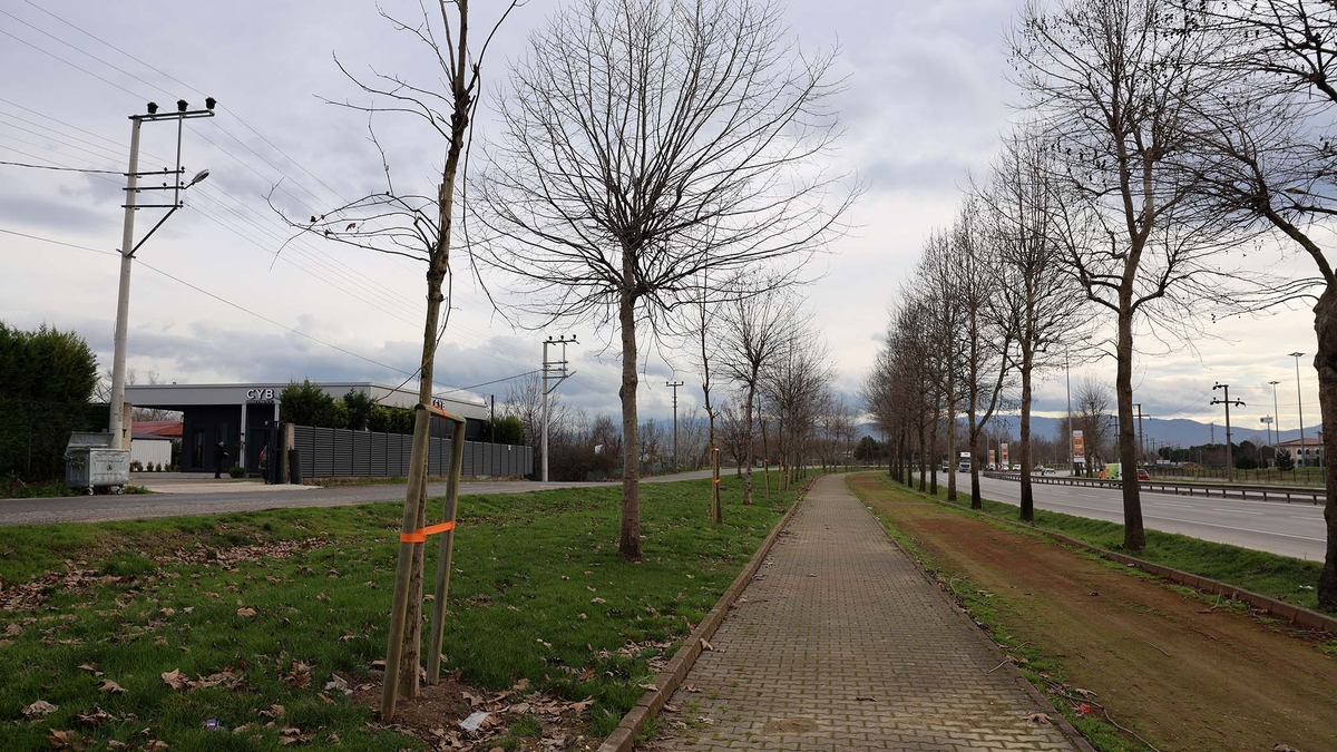 Sakarya'da 3 ayda 2 bin 500 ağaç toprakla buluştu