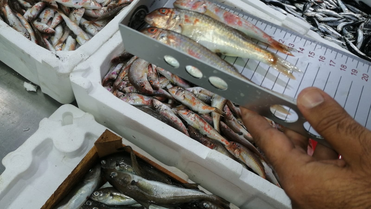 Sakarya'da balık boyu denetimi
