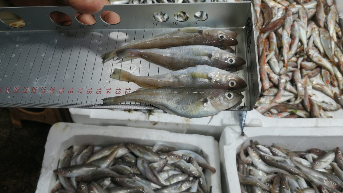 Sakarya'da balık boyu denetimi