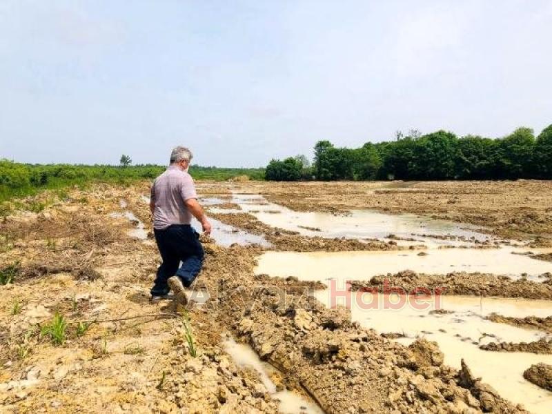 Sakarya da ilk kez pirinç ekildi
