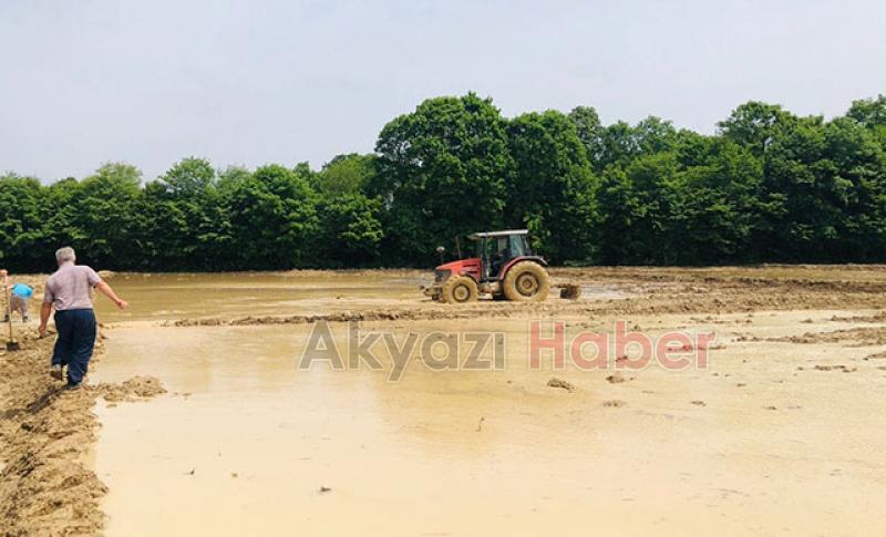 Sakarya da ilk kez pirinç ekildi