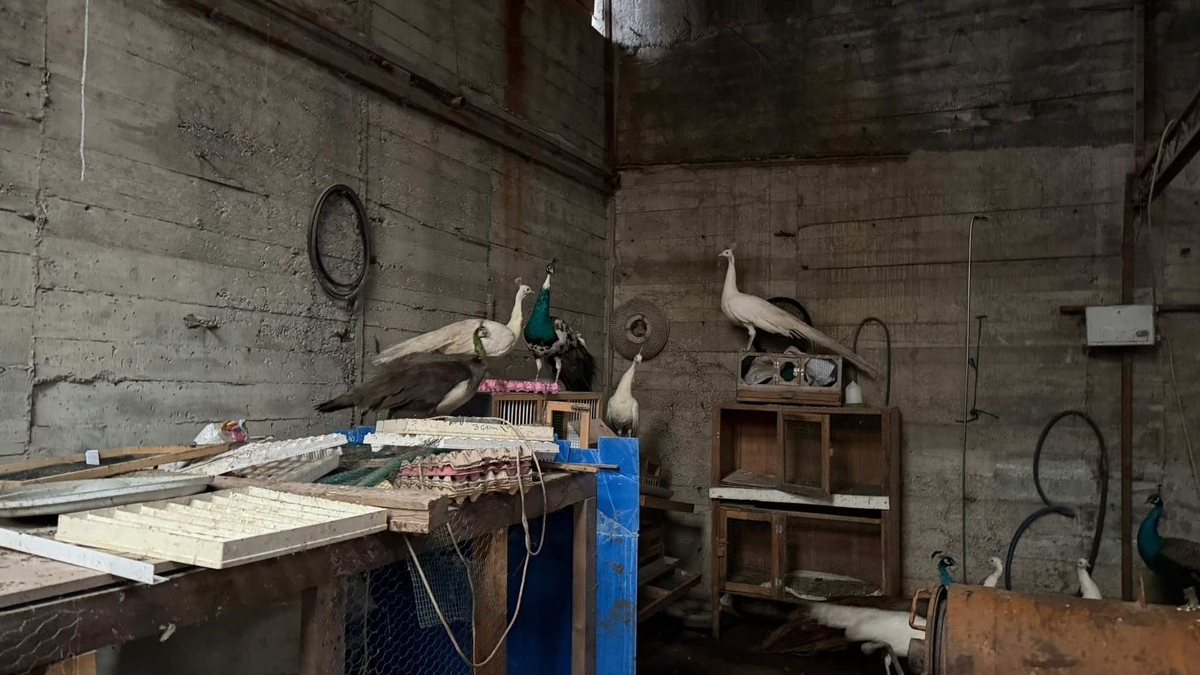 Sakarya'da kaçak hayvan operasyonu