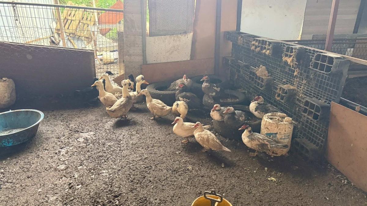 Sakarya'da kaçak hayvan operasyonu