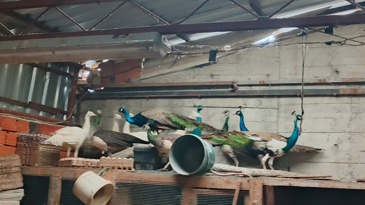 Sakarya'da kaçak hayvan operasyonu