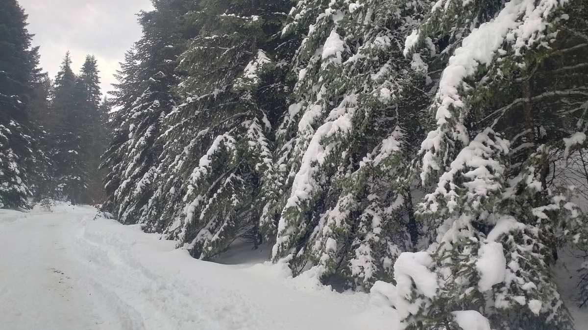 Sakarya'da kar yağışı