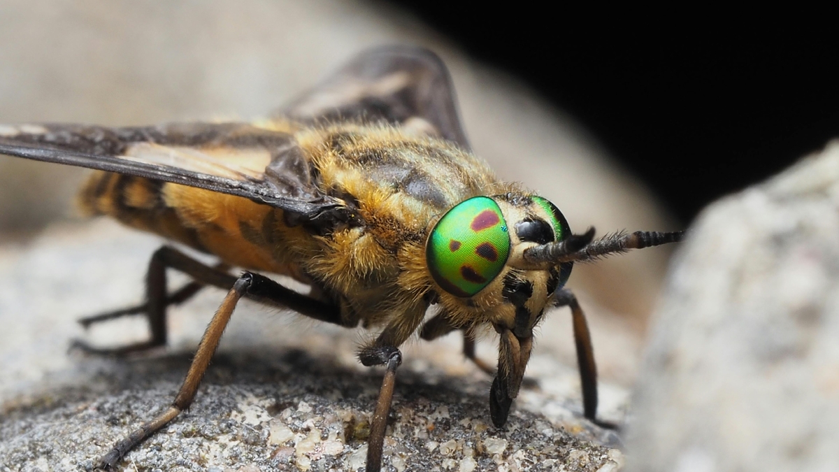 Sakarya'da sinek ve kene ile mücadelede dijital adım