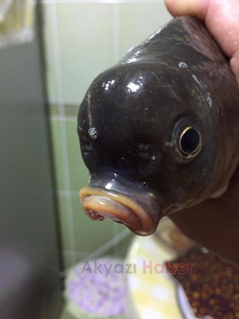 Sakarya'da yakalandı, görenleri şaşırtıyor