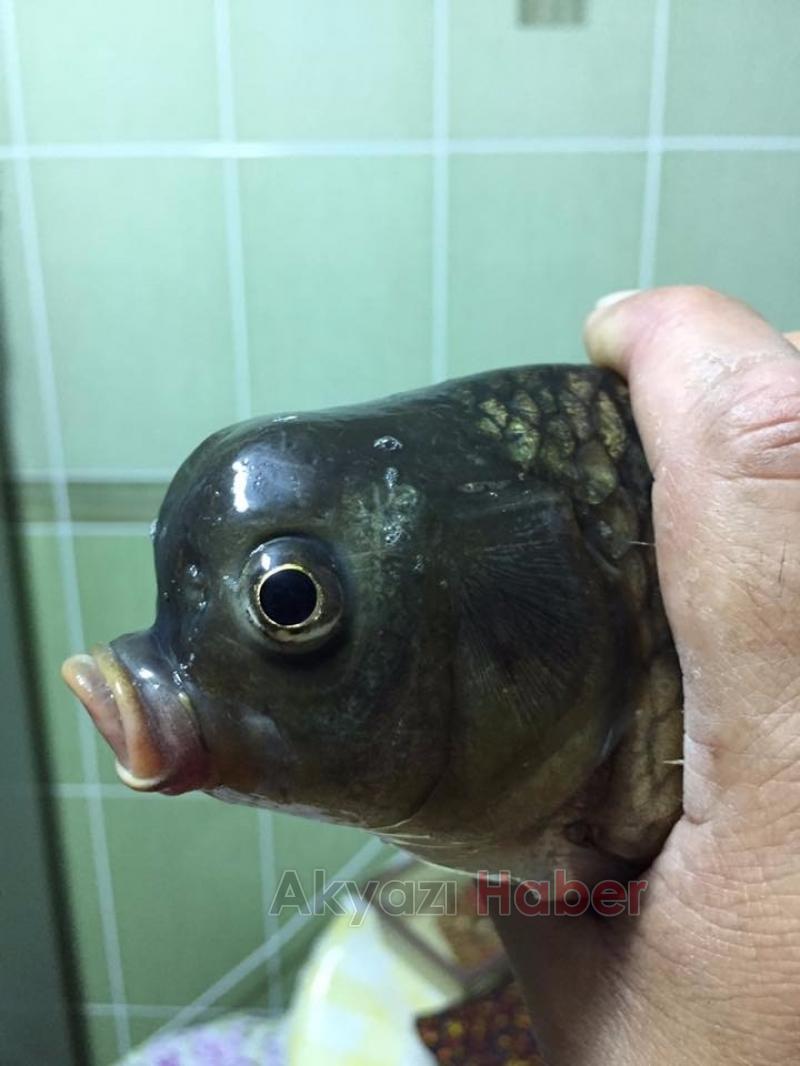 Sakarya'da yakalandı, görenleri şaşırtıyor