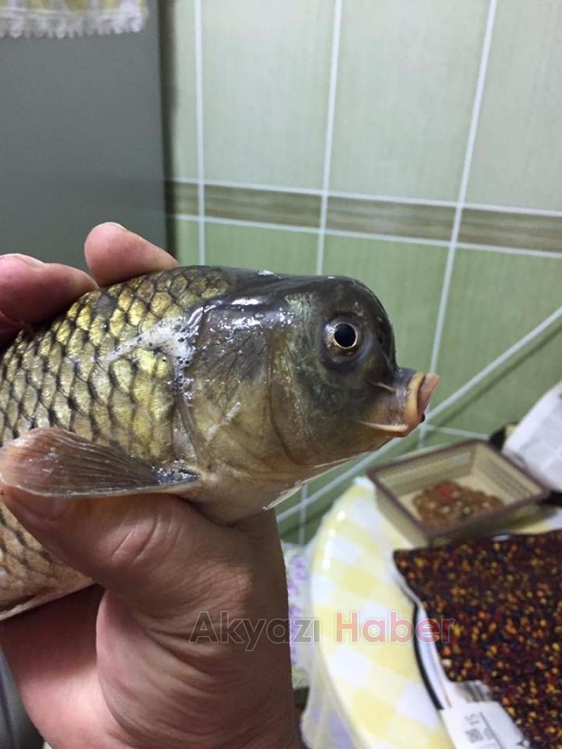 Sakarya'da yakalandı, görenleri şaşırtıyor