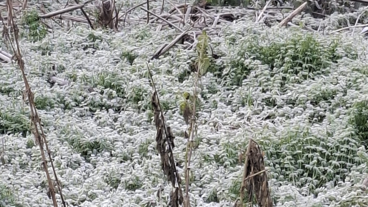Sakarya güne böyle uyandı; Buz kesti