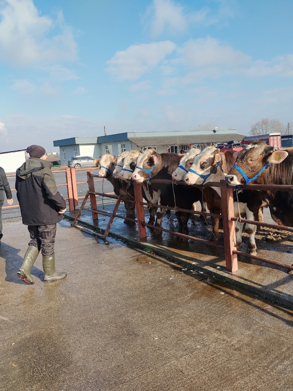 Sakarya Hayvan Pazarı açıldı
