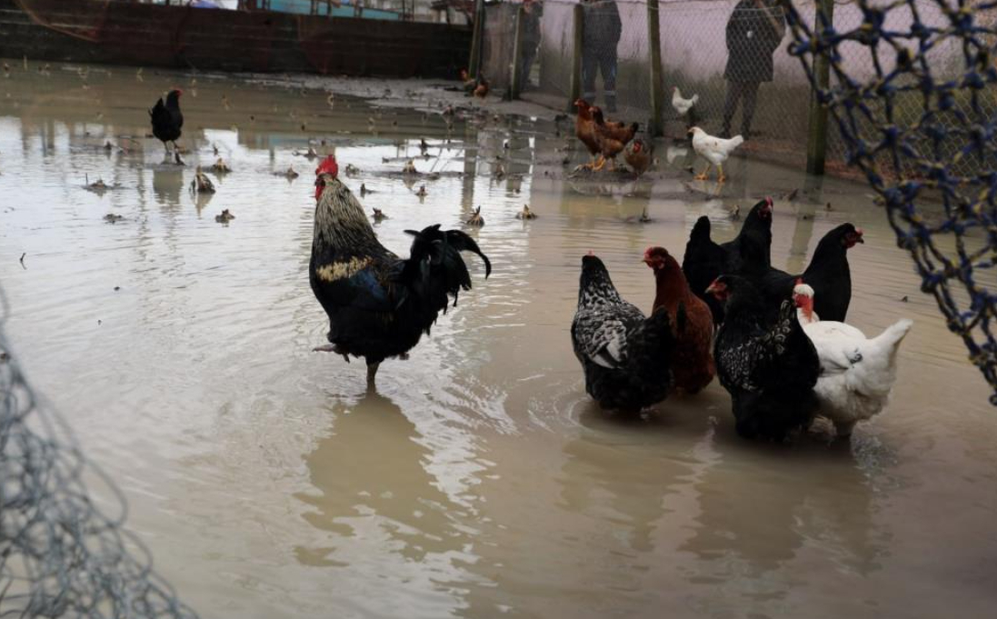 Sakarya Nehri kıyısındaki mahalleyi su bastı