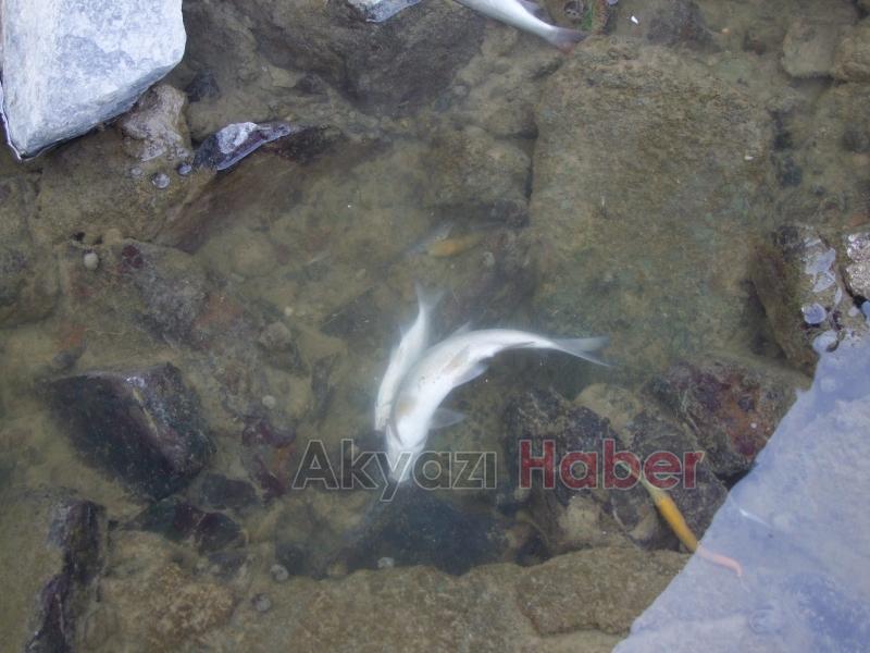 Sakarya Nehri'nde ürküten görüntü