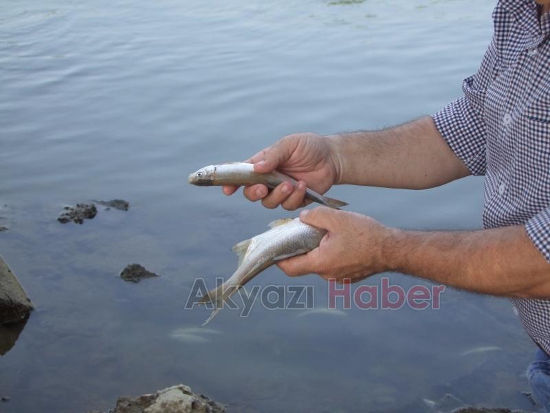 Sakarya Nehri'nde ürküten görüntü