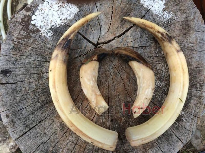 Sakaryalı avcı avladı