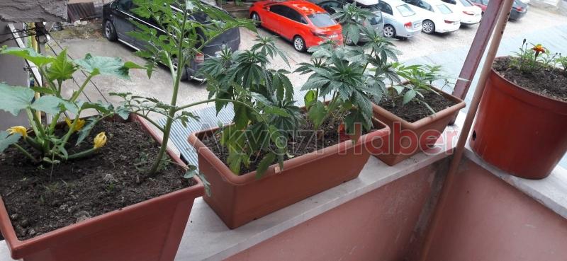 Saksıda kenevir yetiştirirken yakalandı