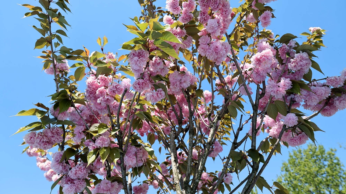 Sakura ağaçları şehri görsel bir şölene dönüştürdü