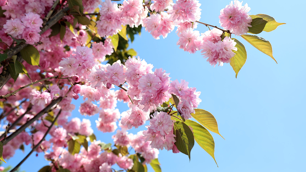 Sakura ağaçları şehri görsel bir şölene dönüştürdü