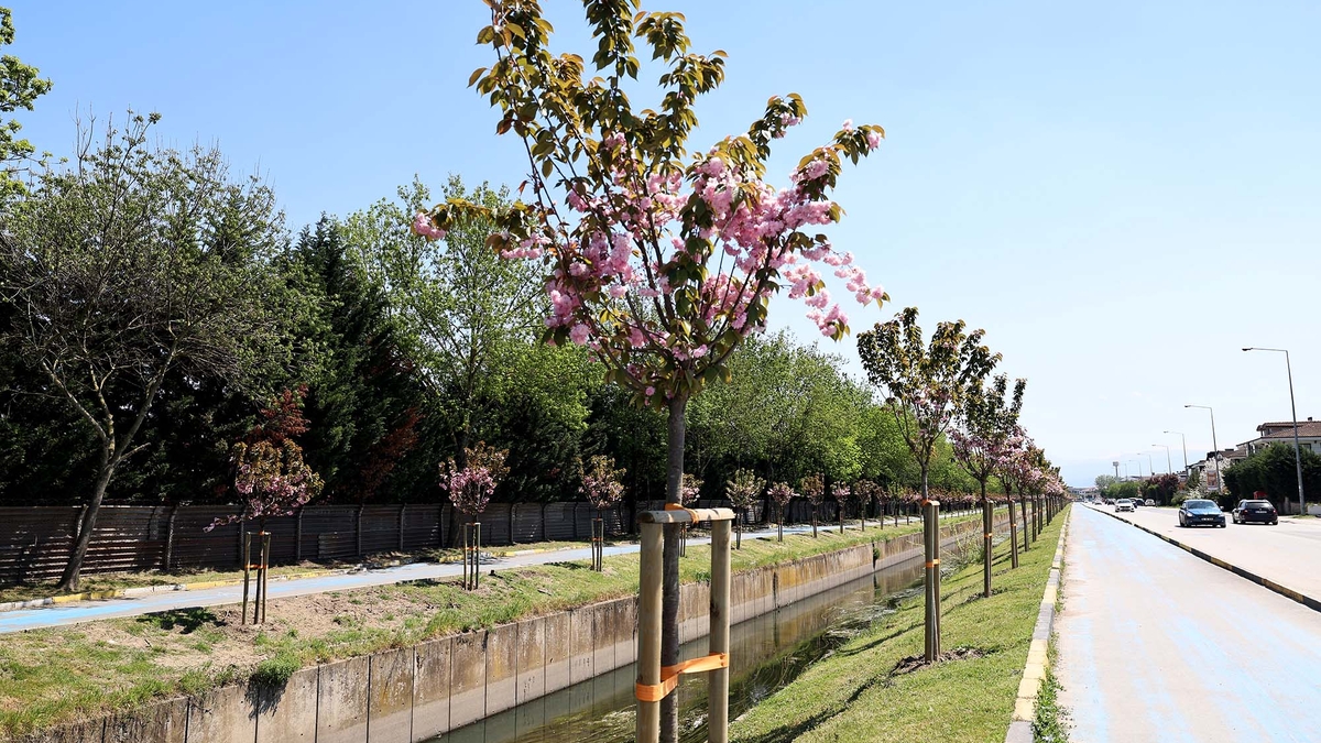 Sakura ağaçları şehri görsel bir şölene dönüştürdü