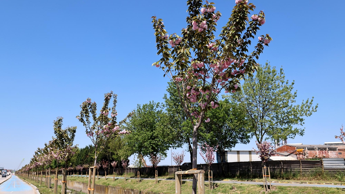 Sakura ağaçları şehri görsel bir şölene dönüştürdü