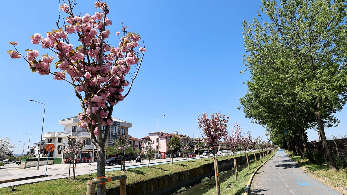 Sakura ağaçları şehri görsel bir şölene dönüştürdü