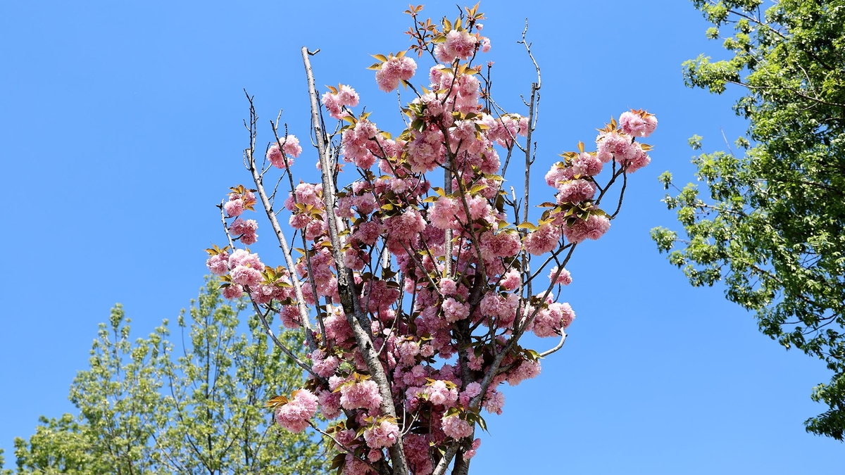 Sakura ağaçları şehri görsel bir şölene dönüştürdü