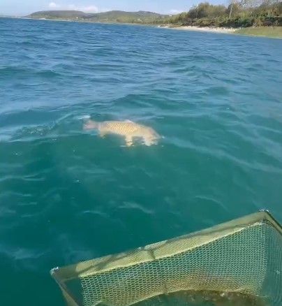 Sapanca Gölü'nde 14 kiloluk dev sazan yakaladılar