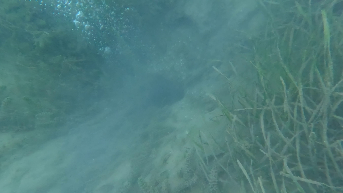 Sapanca Gölü'ndeki endişelendiren kabarcıkların nedeni ne? Açıklama geldi