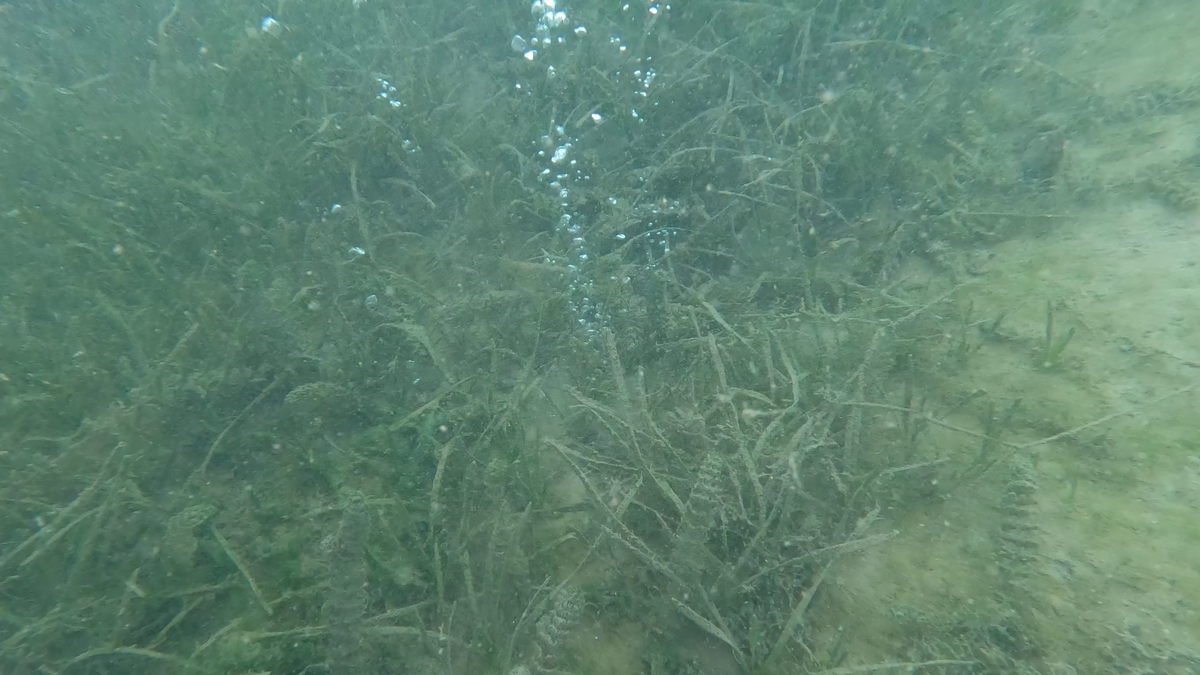 Sapanca Gölü'ndeki endişelendiren kabarcıkların nedeni ne? Açıklama geldi