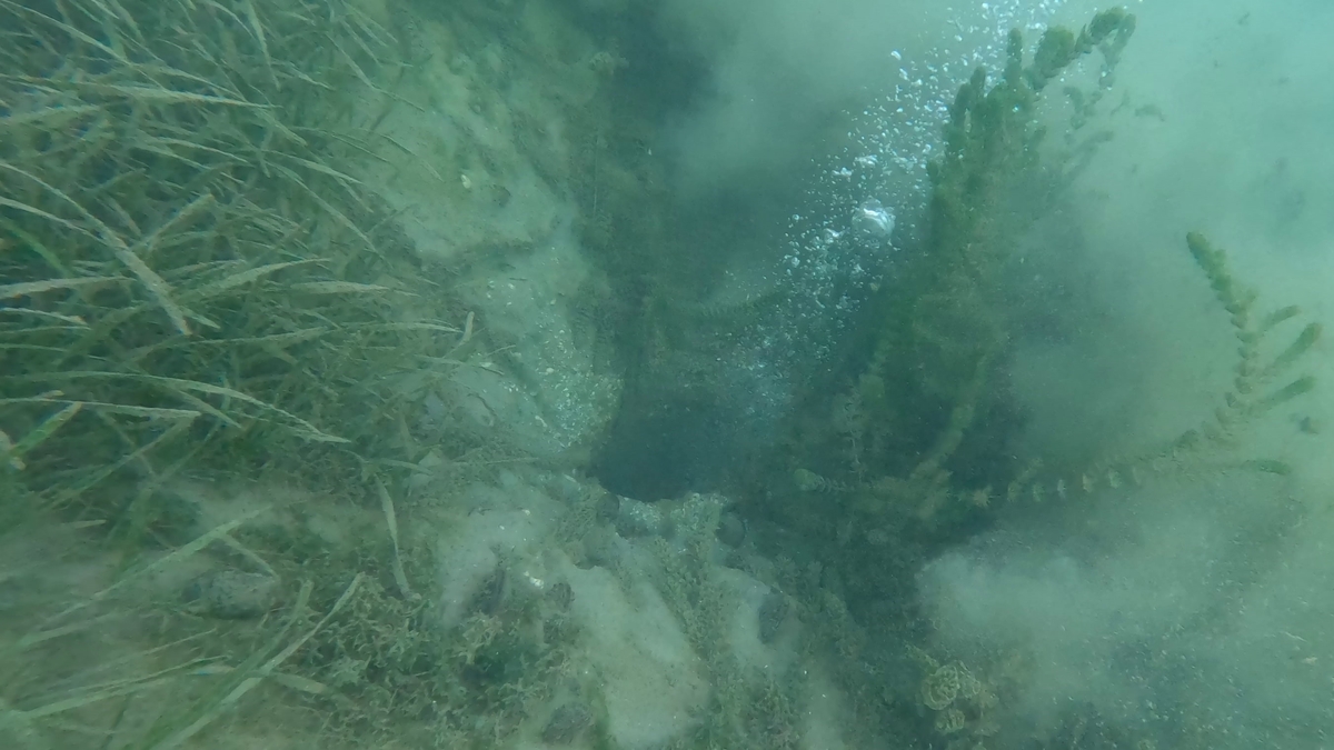 Sapanca Gölü'ndeki endişelendiren kabarcıkların nedeni ne? Açıklama geldi