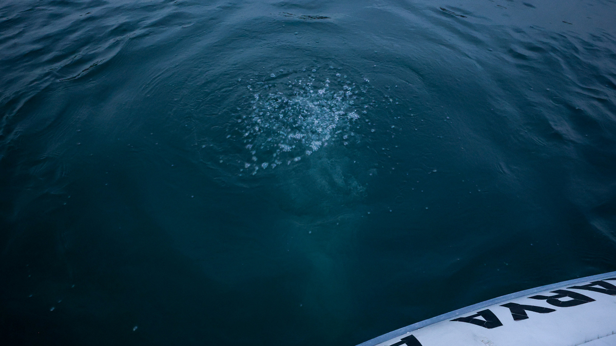 Sapanca Gölü'ndeki kabarcıklar endişe oluşturmuştu; SASKİ açıklama yaptı