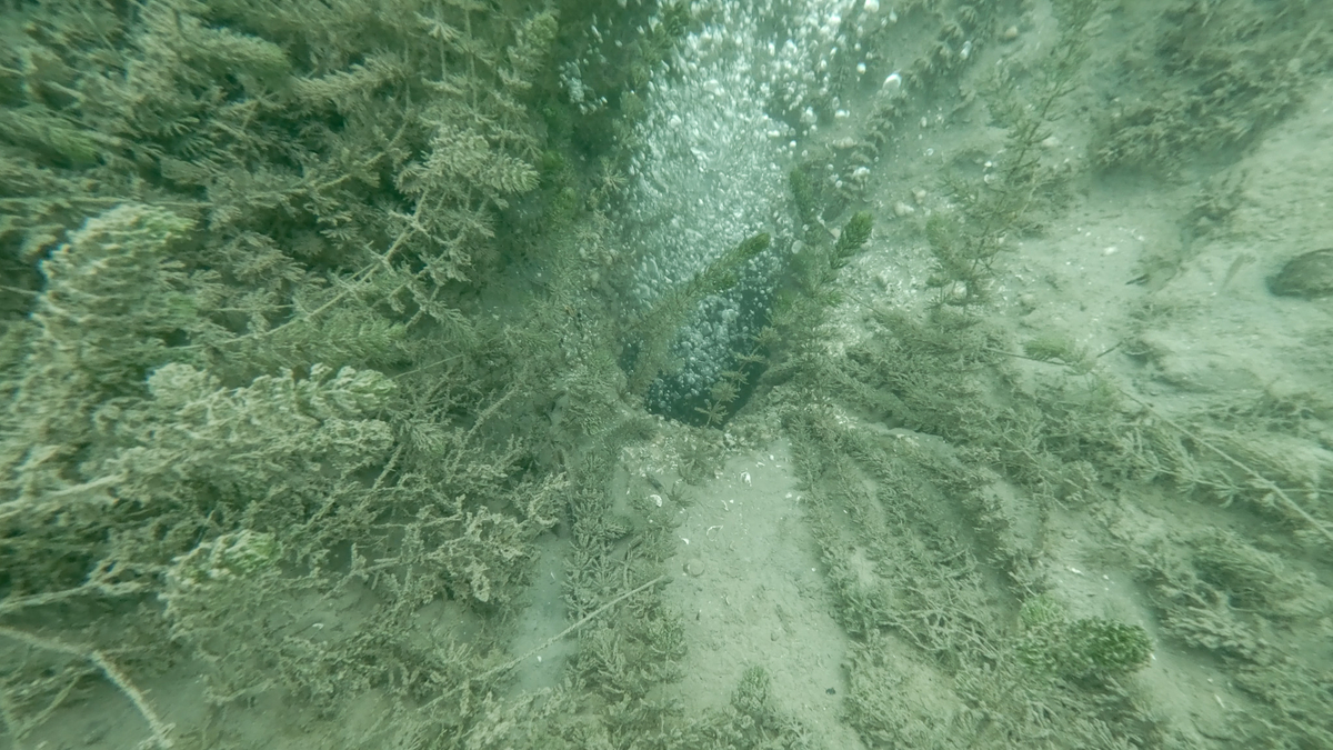 Sapanca Gölü'ndeki kabarcıklar endişe oluşturmuştu; SASKİ açıklama yaptı