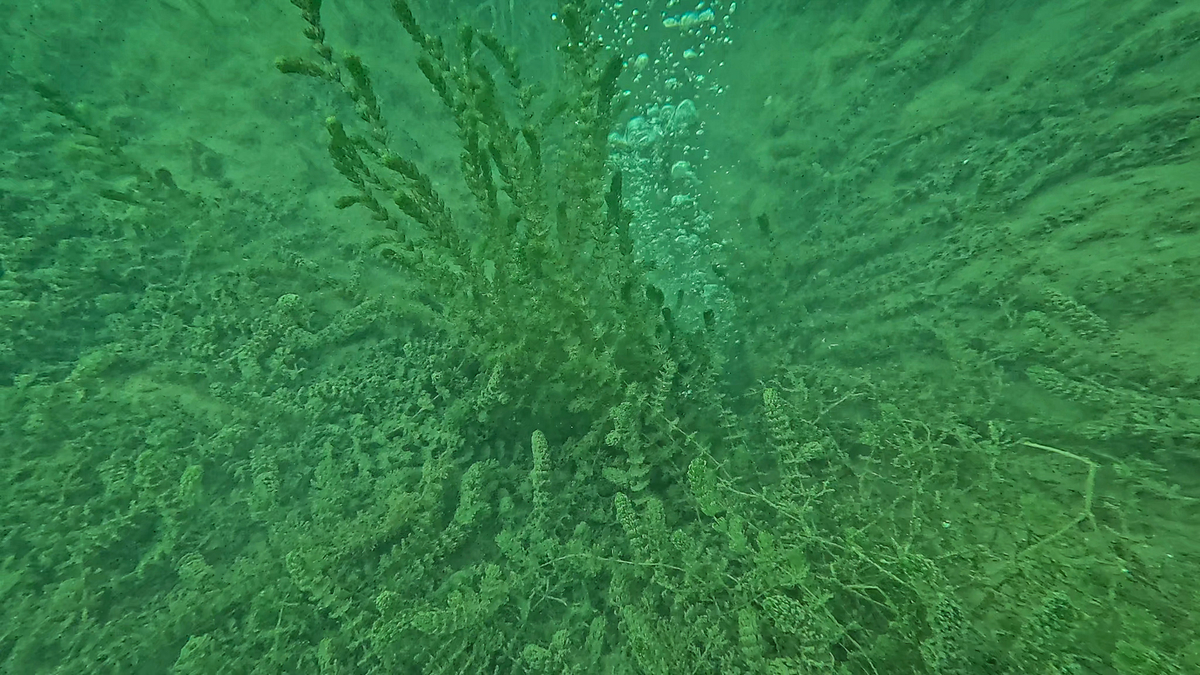 Sapanca Gölü'ndeki kabarcıklar endişe oluşturmuştu; SASKİ açıklama yaptı